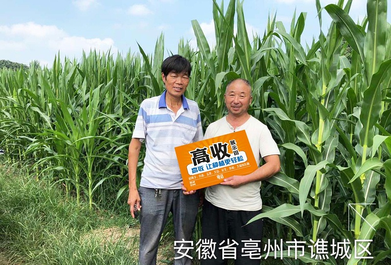 高收玉米增产套餐