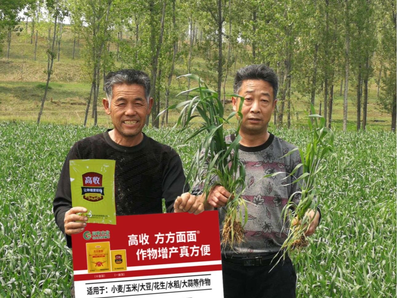 小麦叶子发黄就用方方面面