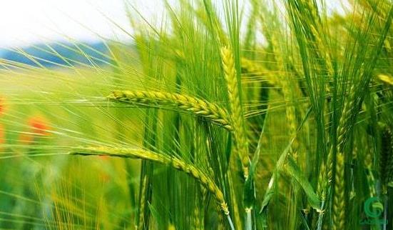 小麦发黄用什么药