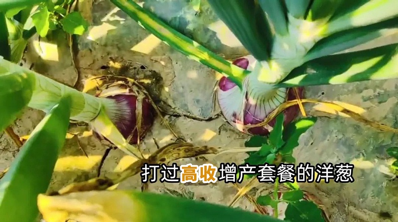 使用高收增产套餐的洋葱，洋葱使用方方面面增产套餐