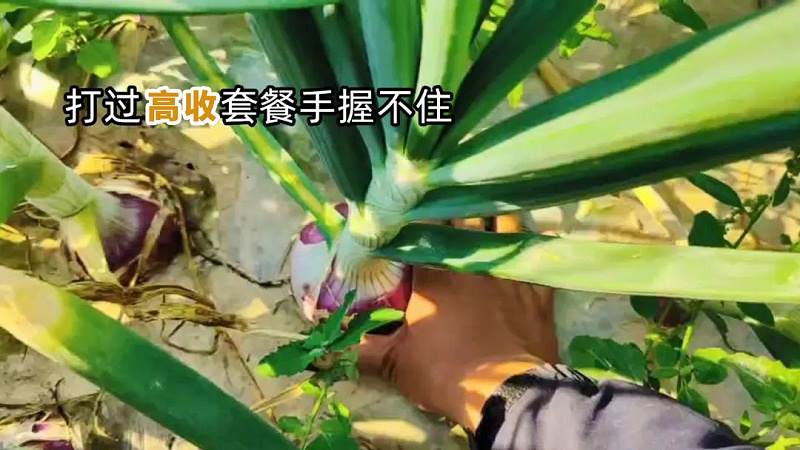 洋葱打高收方方面面增产套餐，