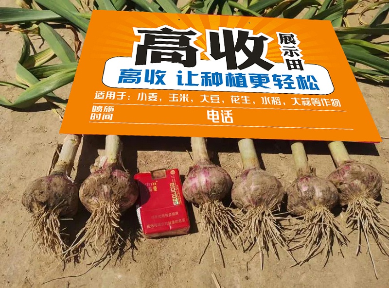 高收大蒜套餐，高收方方面面增产套餐