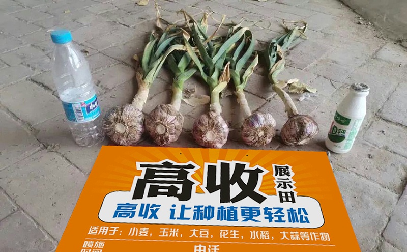 高收大蒜套餐，高收方方面面增产套餐