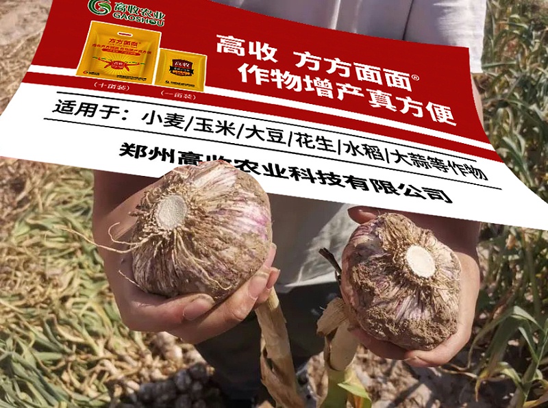 高收大蒜套餐，高收方方面面增产套餐