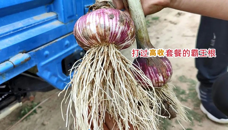 高收大蒜套餐，高收方方面面增产套餐
