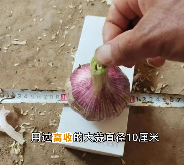 高收大蒜套餐，高收方方面面增产套餐