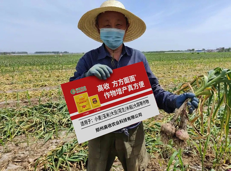 高收大蒜增产套餐，