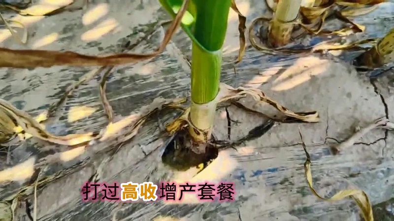 使用高收方方面面增产套餐的大蒜，根部粗壮