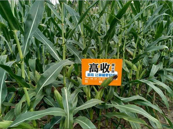 玉米青枯病怎么办?方方面面告诉你