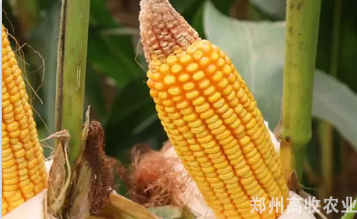 玉米秃尖怎么办