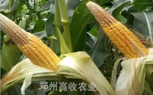 玉米秃尖是什么原因