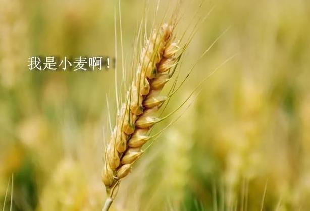 小麦适宜的生长环境