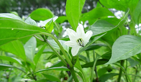 辣椒初花期