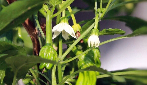 辣椒盛华初果期