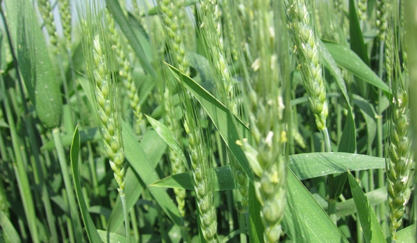 小麦拔节孕穗期