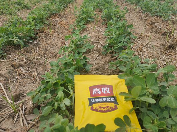 花生重茬用方方面面增产套餐解决