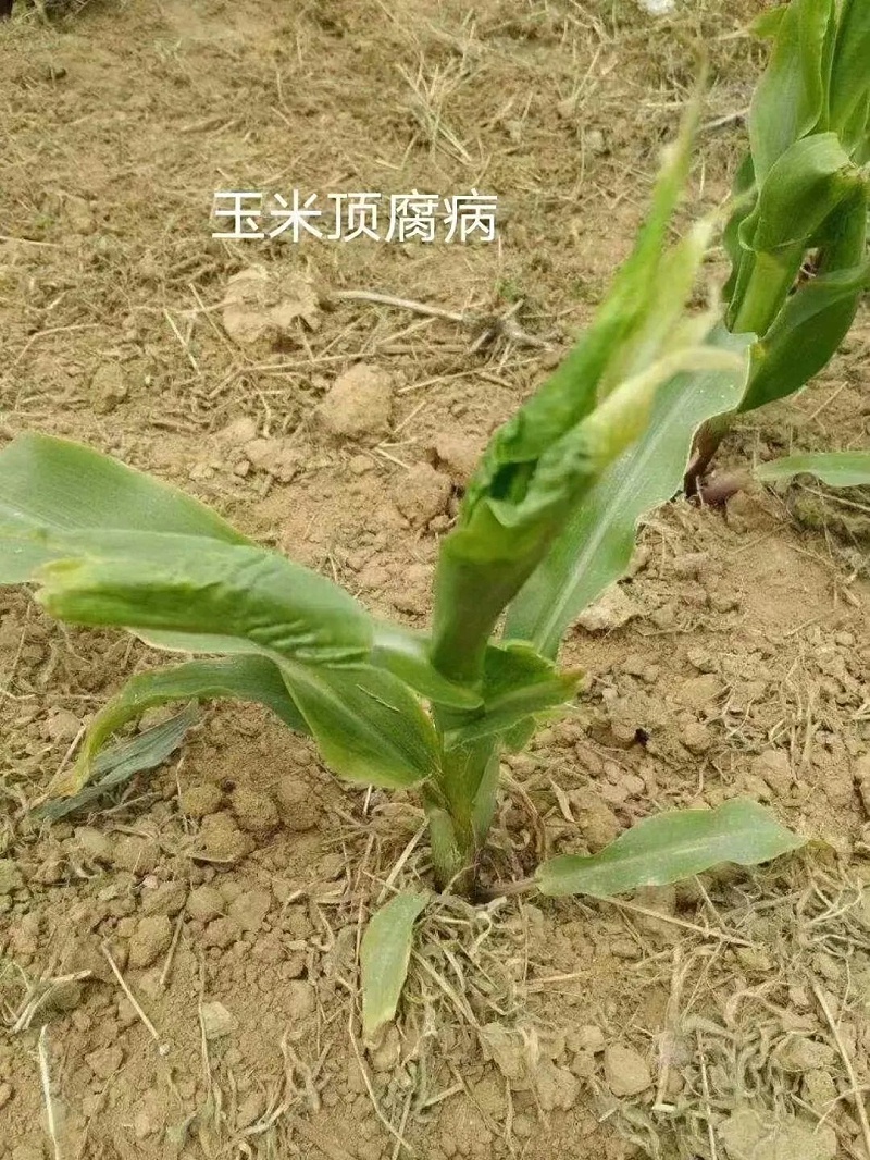 高收玉米顶腐病