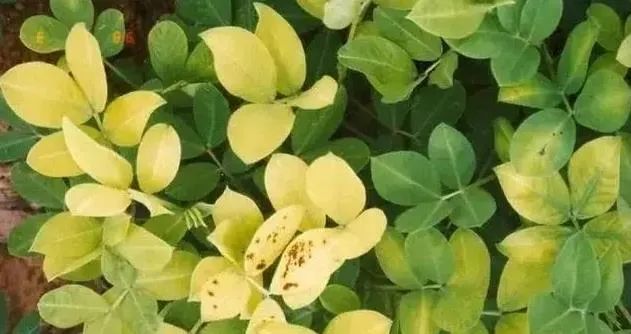 花生种植，花生高产用高收