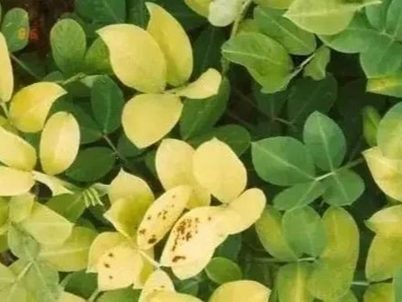 花生黄叶怎么办？对症下药5天叶片就变绿！