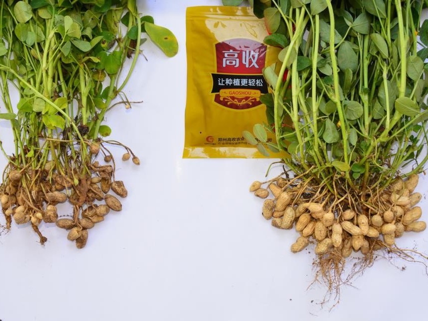 花生落叶引起荚果发育不良,造成减产