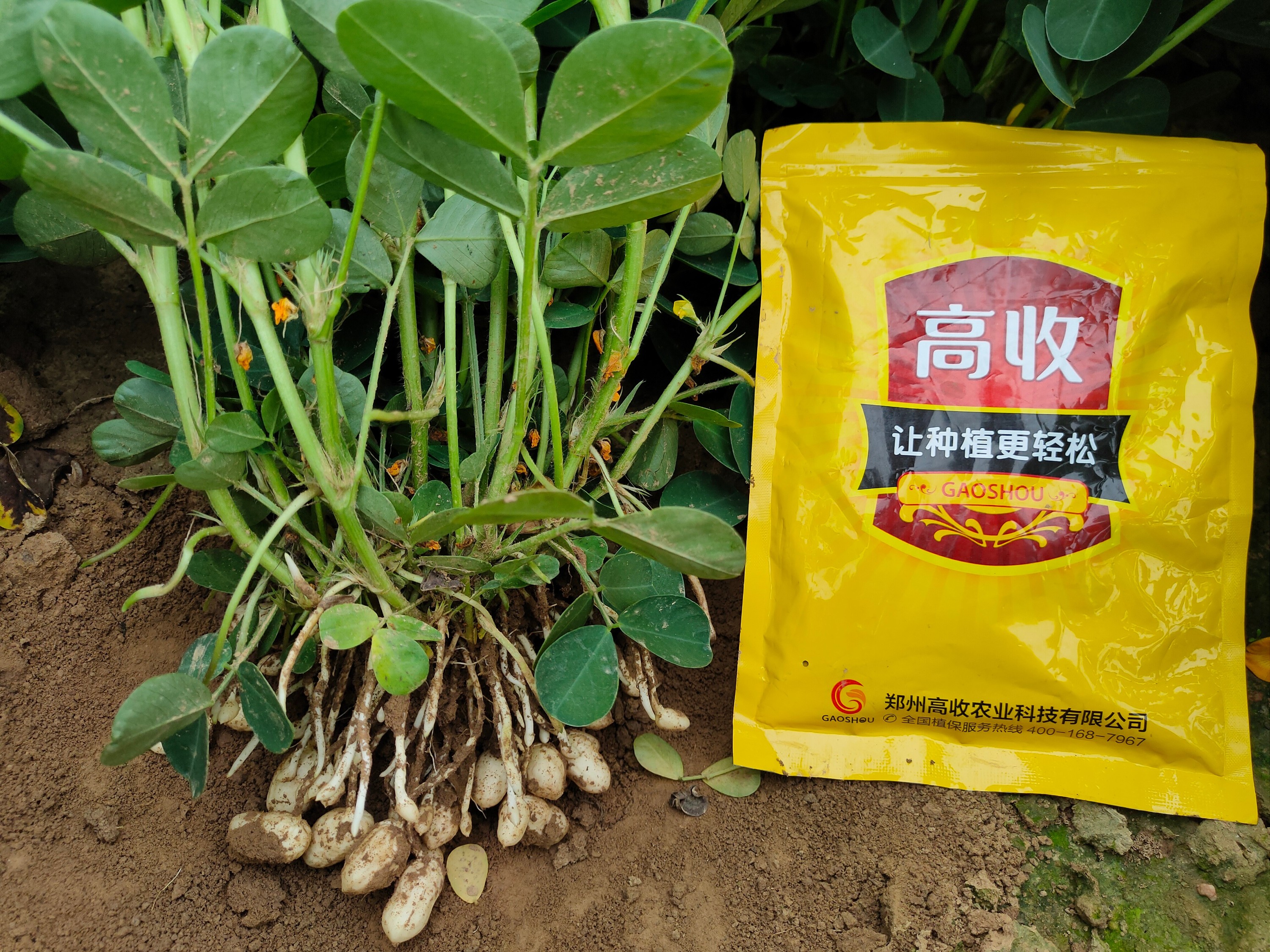 花生开花时打什么药