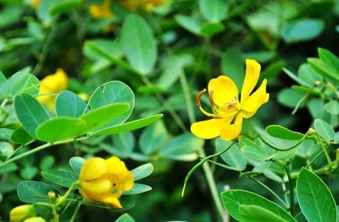 花生开花期管理就用高收方方面面