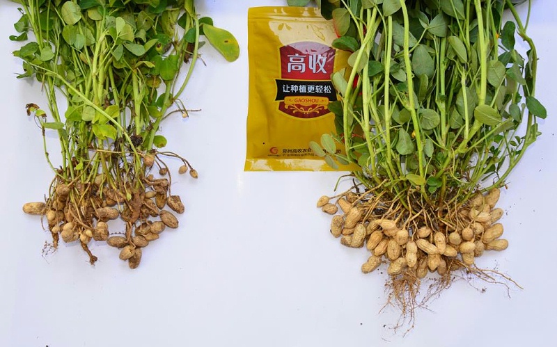 花生叶斑病就用方方面面,增产效果看得见