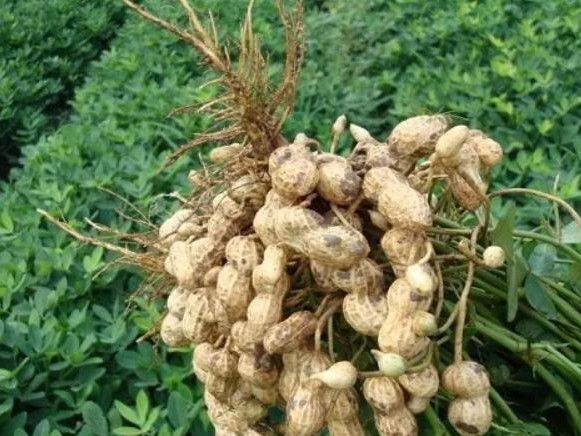 花生水涝灾害后如何及时保产补救
