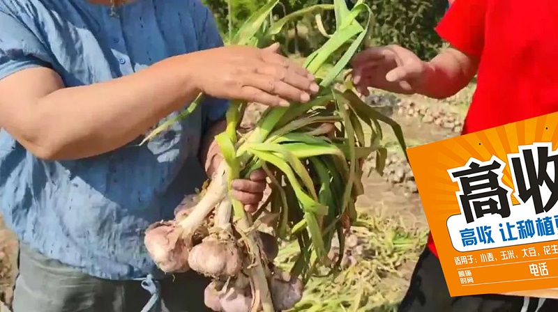 高收方方面面大蒜增产套餐，大蒜用高收