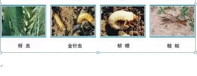 高收拌种剂