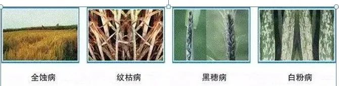 高收小麦拌种剂