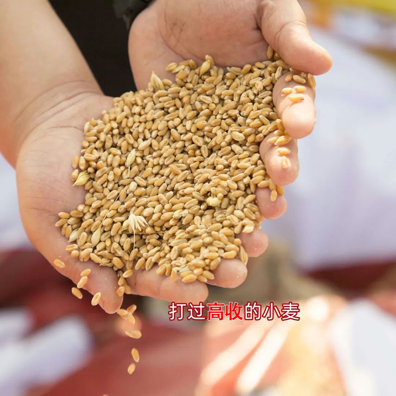 高收方方面面小麦