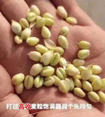 小麦增产套餐，使用效果，方方面面增产套餐