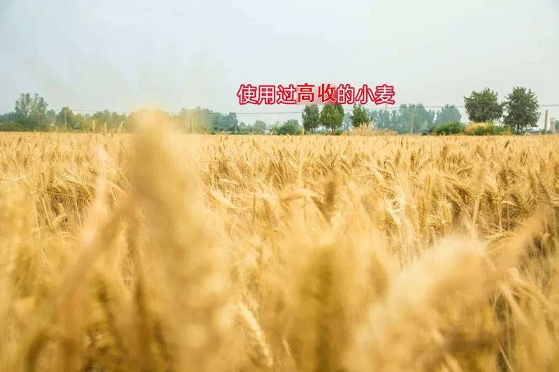 小麦增产