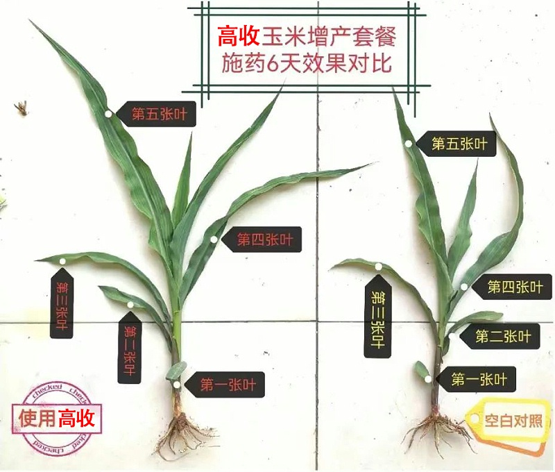 高收玉米增产套餐 