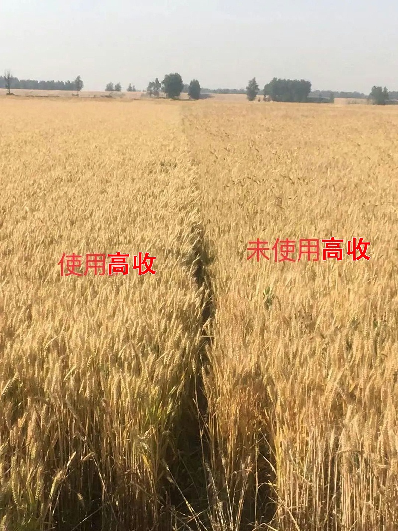 高收小麦与未使用的方方面面产品对比效果