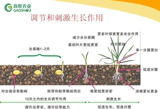 高收方方面面小麦拌种剂帮助小麦调节生长