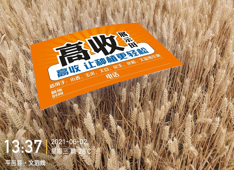 高收小麦,小麦三遍药，小麦增产