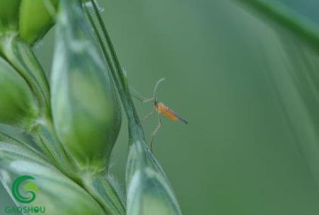 小麦防虫药