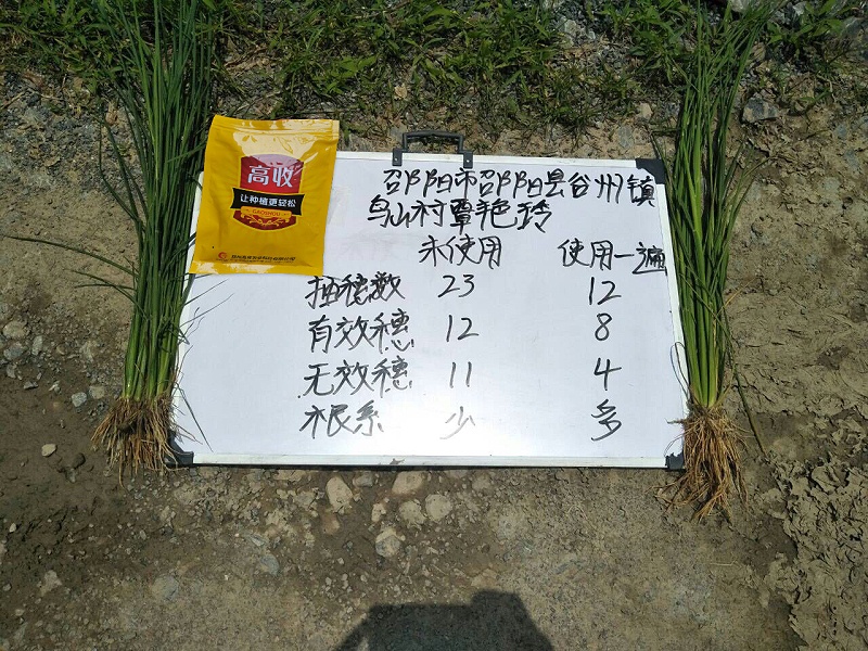 水稻病害