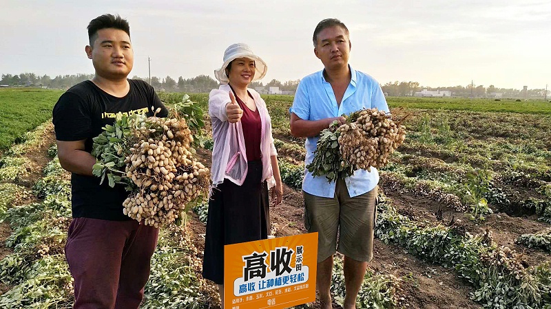 高收花生 (7)