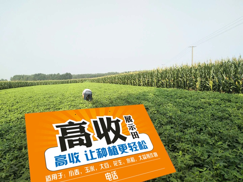 高收花生,高收方方面面增产套餐，花生丰收