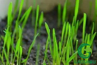 小麦返青拔节期病害防治