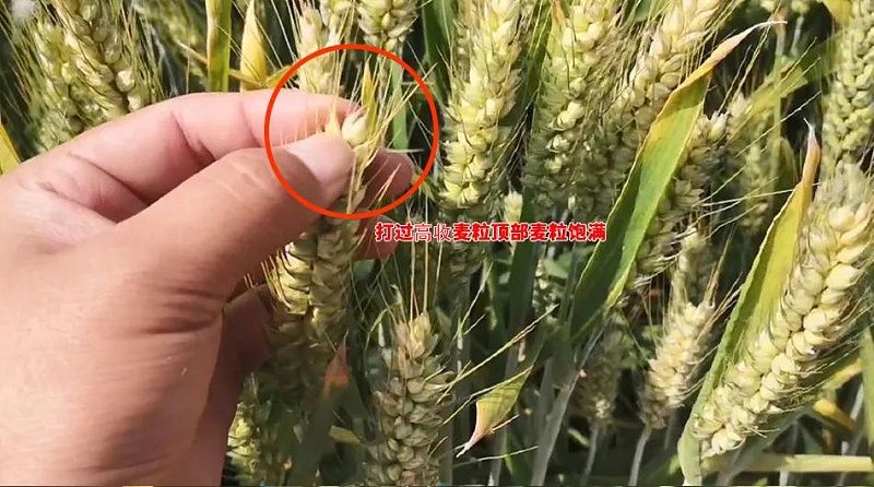 用过高收的小麦籽粒饱满