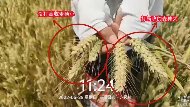 用过高收的小麦与没用过的对比效果