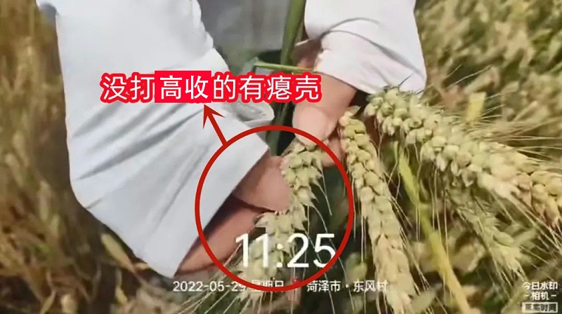 没打高收的小麦有瘪壳