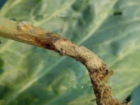 油菜黑胫病发病规律