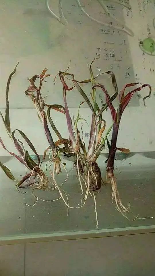 玉米低温