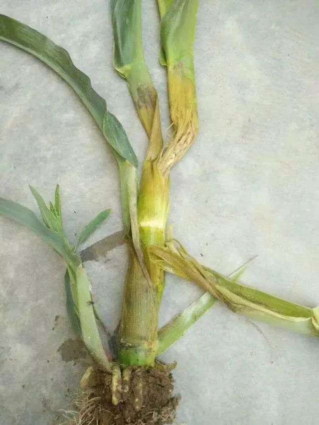 高收玉米增产