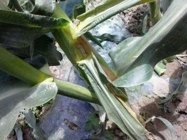 玉米纹枯病